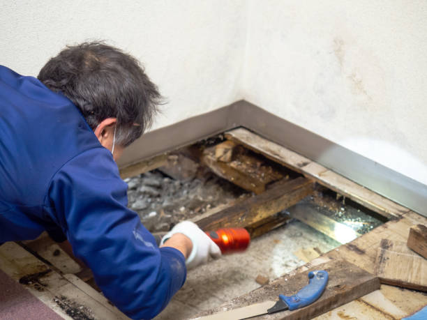 Best Residential Mold Remediation in Lavonia, GA