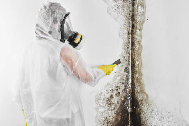 Best Mold Testing and Inspection Services in Lavonia, GA