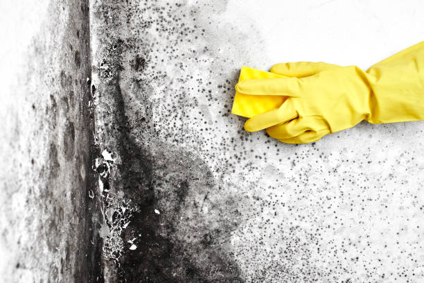 Best Residential Mold Remediation in Lavonia, GA