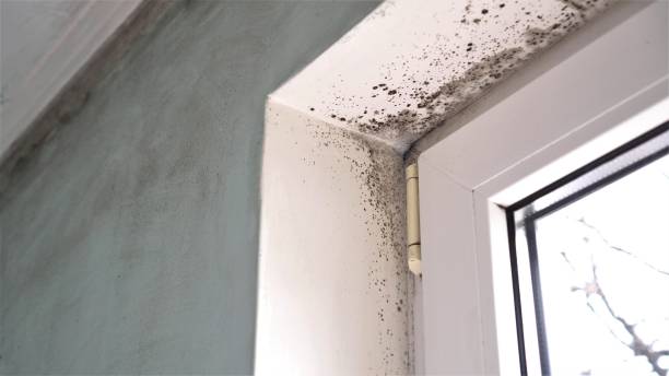 Best Industrial Mold Remediation in Lavonia, GA