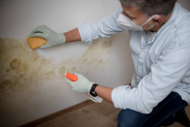 Best Kitchen Mold Remediation in Lavonia, GA