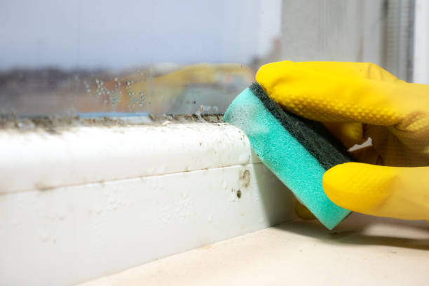 Best HVAC Mold Remediation in Lavonia, GA