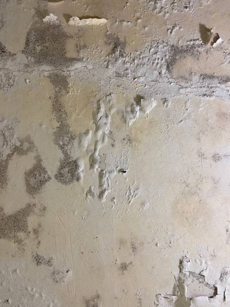 Best Basement Mold Remediation in Lavonia, GA