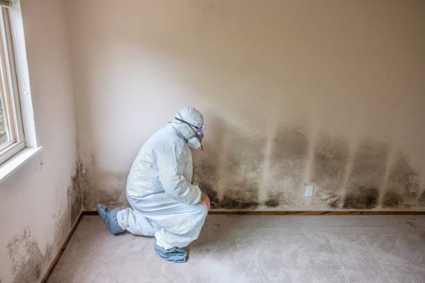 Best Black Mold Remediation in Lavonia, GA